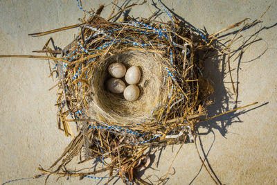 High angle view of bird in nest