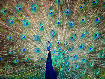 Close-up of peacock feathers