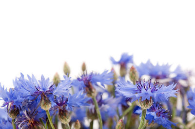 Close-up of purple flowers against white background