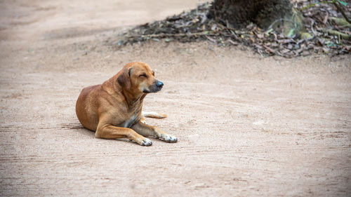 Dog sitting on a land