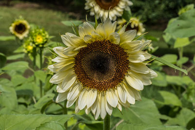 Close-up of bee on sunflower