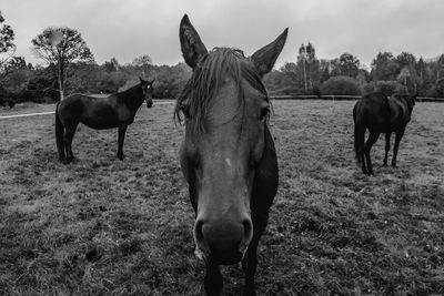 Horses standing in ranch