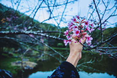 Close-up of hand holding pink flowering plant