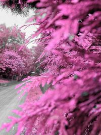 Close-up of pink flowering plant