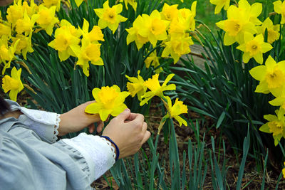 Midsection of woman holding yellow flower on field