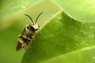 Close-up of insect on leaf