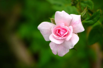 Close-up of pink rose