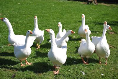 Flock of birds on field