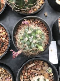 High angle view of potted plants