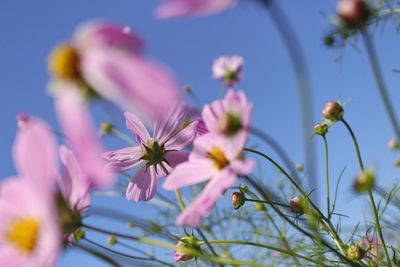 Close-up of fresh flowers blooming outdoors