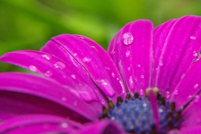 Close-up of wet pink flower