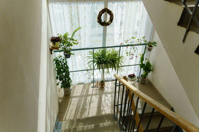 Potted plants on railing of building