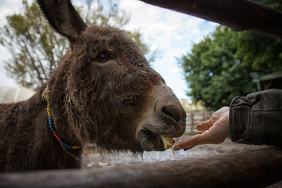 Full length of young donkey eating food