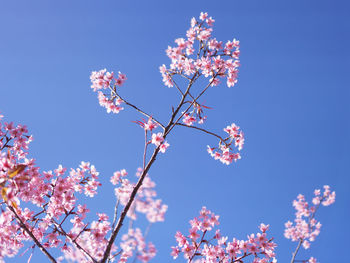 Low angle view of cherry blossom against blue sky