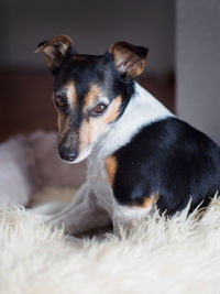 Close-up of dog looking away