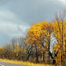 Trees on field against sky during autumn