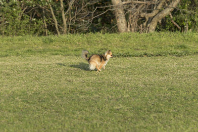 Dog running on grassy field