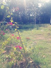 Plants growing on field