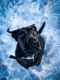 Portrait of dog in snow