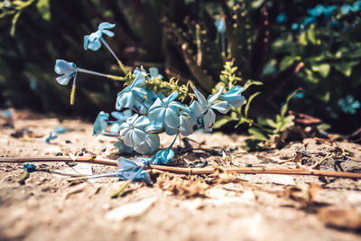 High angle view of flowering plant on field