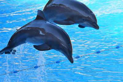 Two dolphins jumping out of the water during a dolphin show