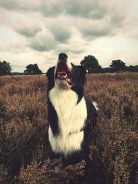 Dog yawning on field by trees against sky