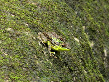 Close-up of lizard