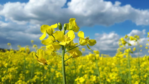 Yellow flowering plants on field against sky