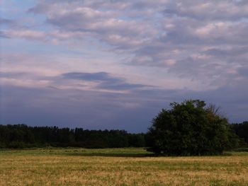 Scenic view of trees on field against sky