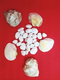 High angle view of shells