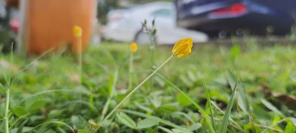 Close-up of yellow flowering plant on field