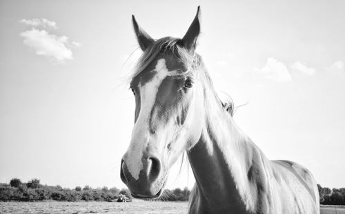 Horse standing in field against sky