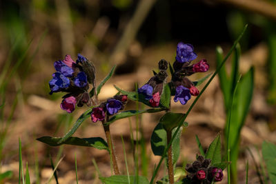 Close-up of purple flowering plant