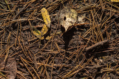 Close-up high angle view of lizard