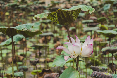 Close-up of pink lotus water lily