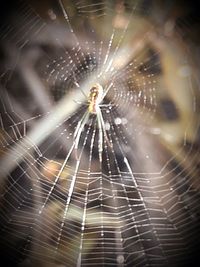 Close-up of spider web