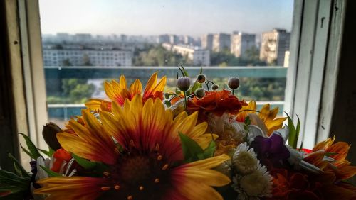 flowering plant