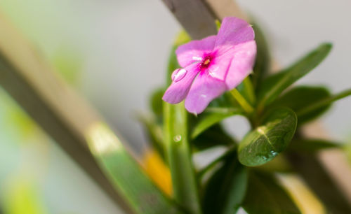 Close-up of pink flowers