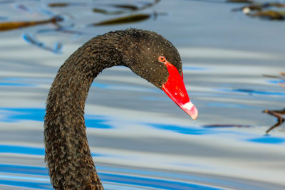 Black swans swimming in lake