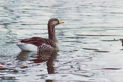 Duck swimming in lake