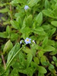 Close-up of white flowering plant