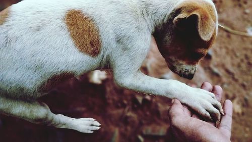 Close-up of puppy outdoors