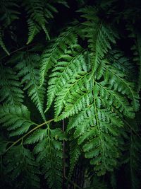 Close-up of wet leaves