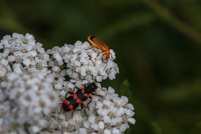 Close-up of butterfly pollinating on flower