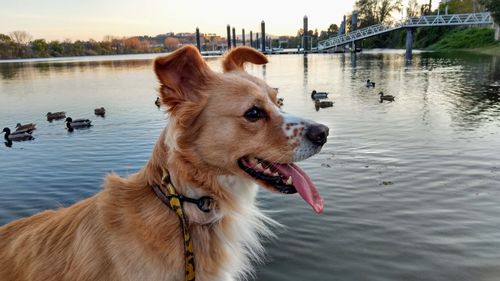 Dog looking away in lake