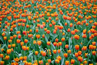 Close-up of poppies growing on field