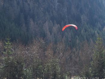Person paragliding against trees