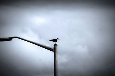 Low angle view of birds perching on street light against cloudy sky