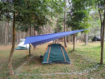 Place to pitch a tent in the forest