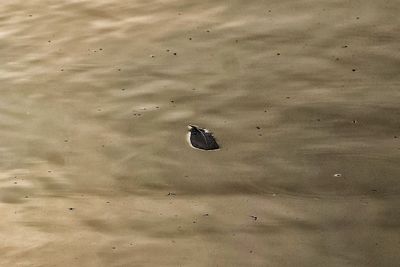Bird swimming in water